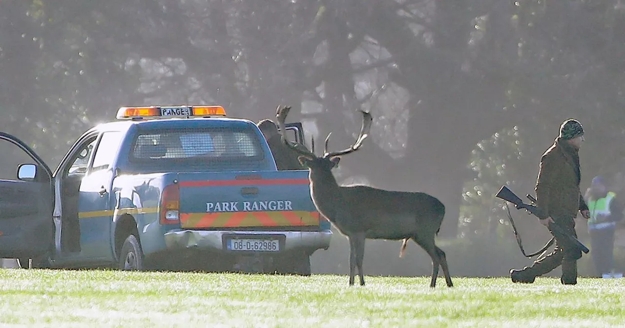 Months-old baby fawns among 38 deer killed by sniper in Phoenix Park