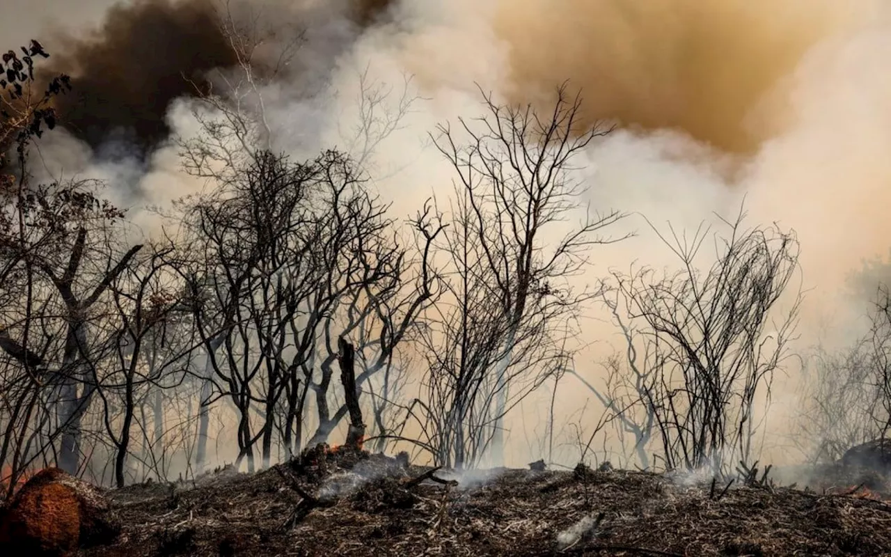 ICMBio suspeita de incêndio criminoso na Floresta Nacional de Brasília