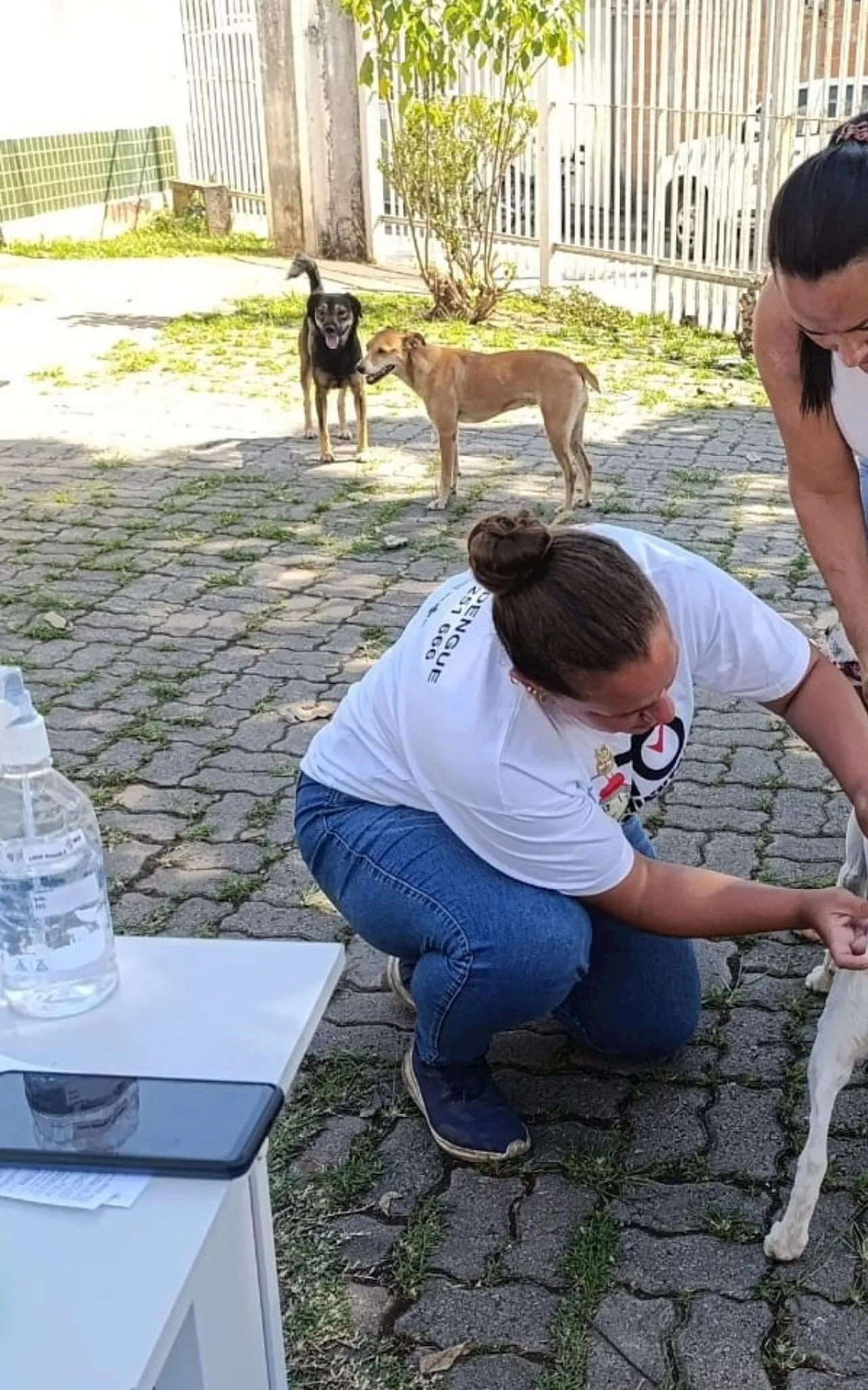 Volta Redonda imuniza quase seis mil animais na primeira etapa da campanha de vacinação antirrábica