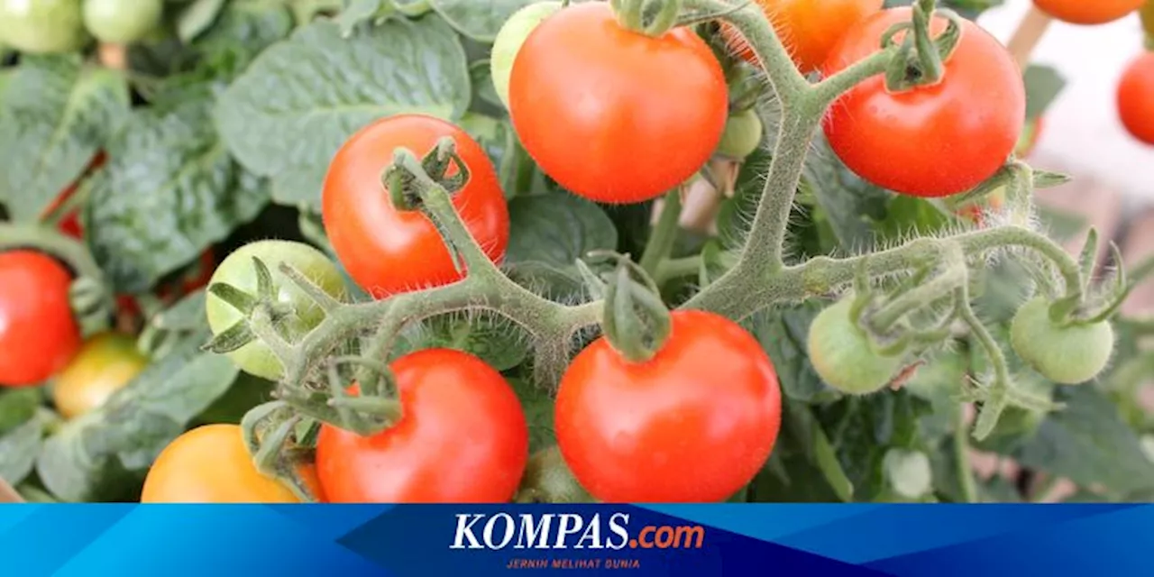 Cara Mengatasi Daun Tomat Berwarna Gelap dengan Kulit Telur