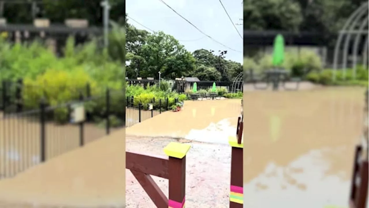 San Antonio Zoo reopens after flooding, encourages guests to visit park