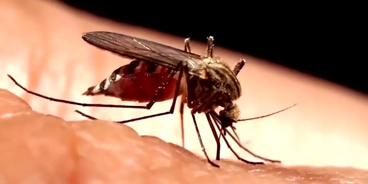 Health Report: Mosquito-borne illness could be a concern for Alaskans leaving the state