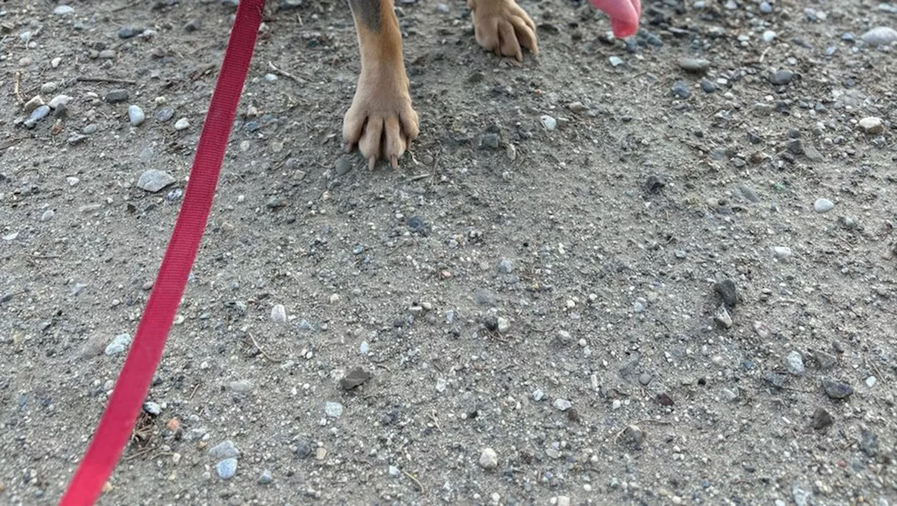 La chienne Pink retrouvée grâce à une longue chaîne de solidarité dans l’Aude