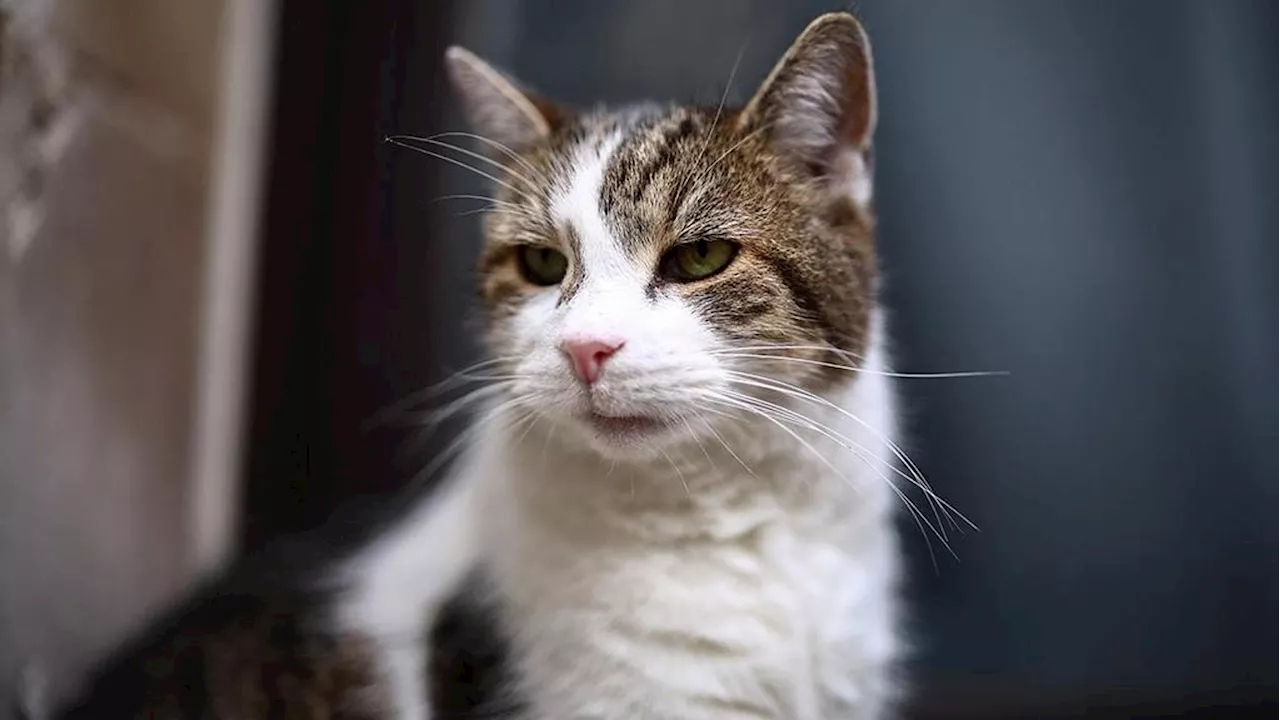 Dopo Jojo, il premier Starmer porta un altro gatto a Downing Street. Per il veterano Larry arriva un nuovo ri…