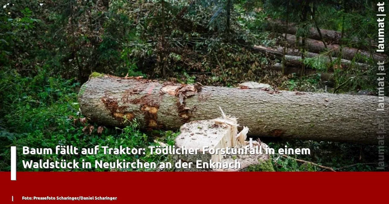 Baum fällt auf Traktor: Tödlicher Forstunfall in einem Waldstück in Neukirchen an der Enknach