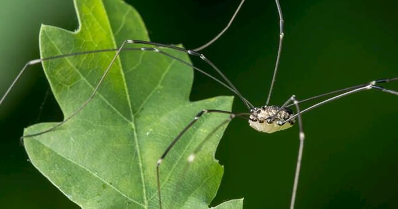 Eight-legged invaders set to take over homes but they are not spiders