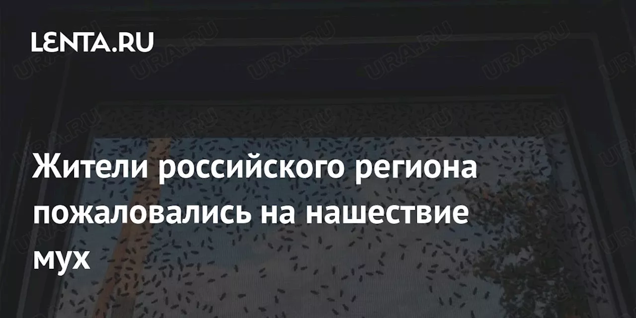 Жители российского региона пожаловались на нашествие мух