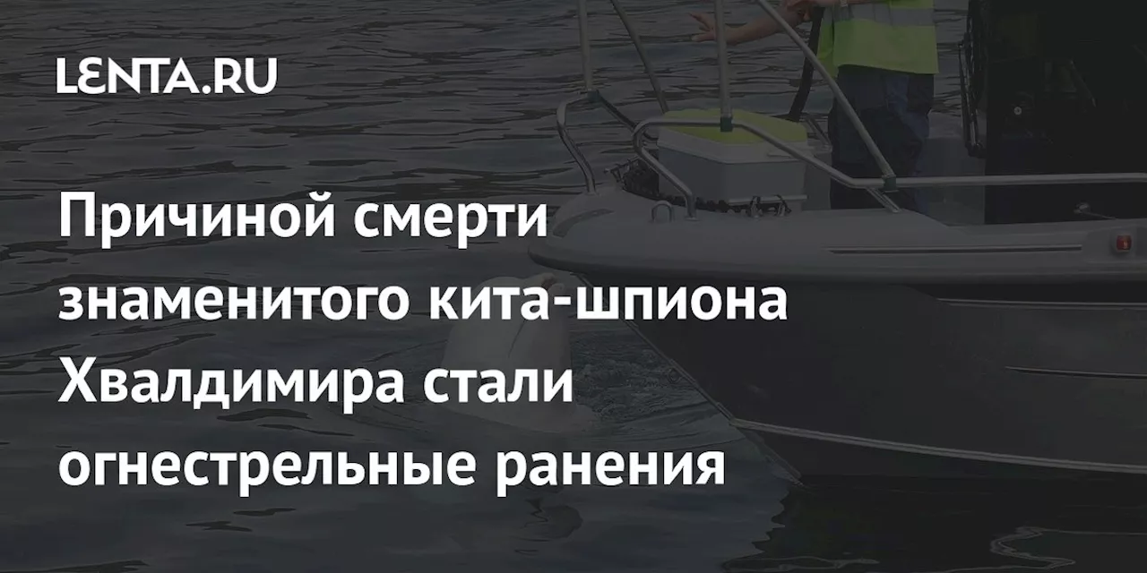 Причиной смерти знаменитого кита-шпиона Хвалдимира стали огнестрельные ранения