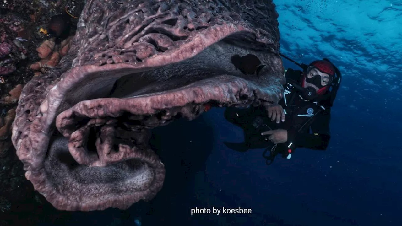 Taman Laut Olele, Surga Laut Gorontalo dengan Sponge Coral Endemik