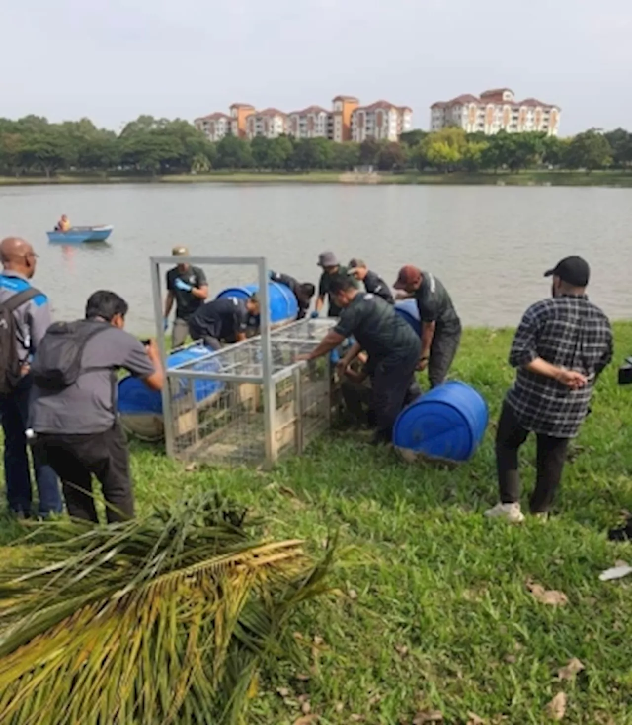 Shah Alam lake closes from dusk to dawn daily as authorities hunt crocodile