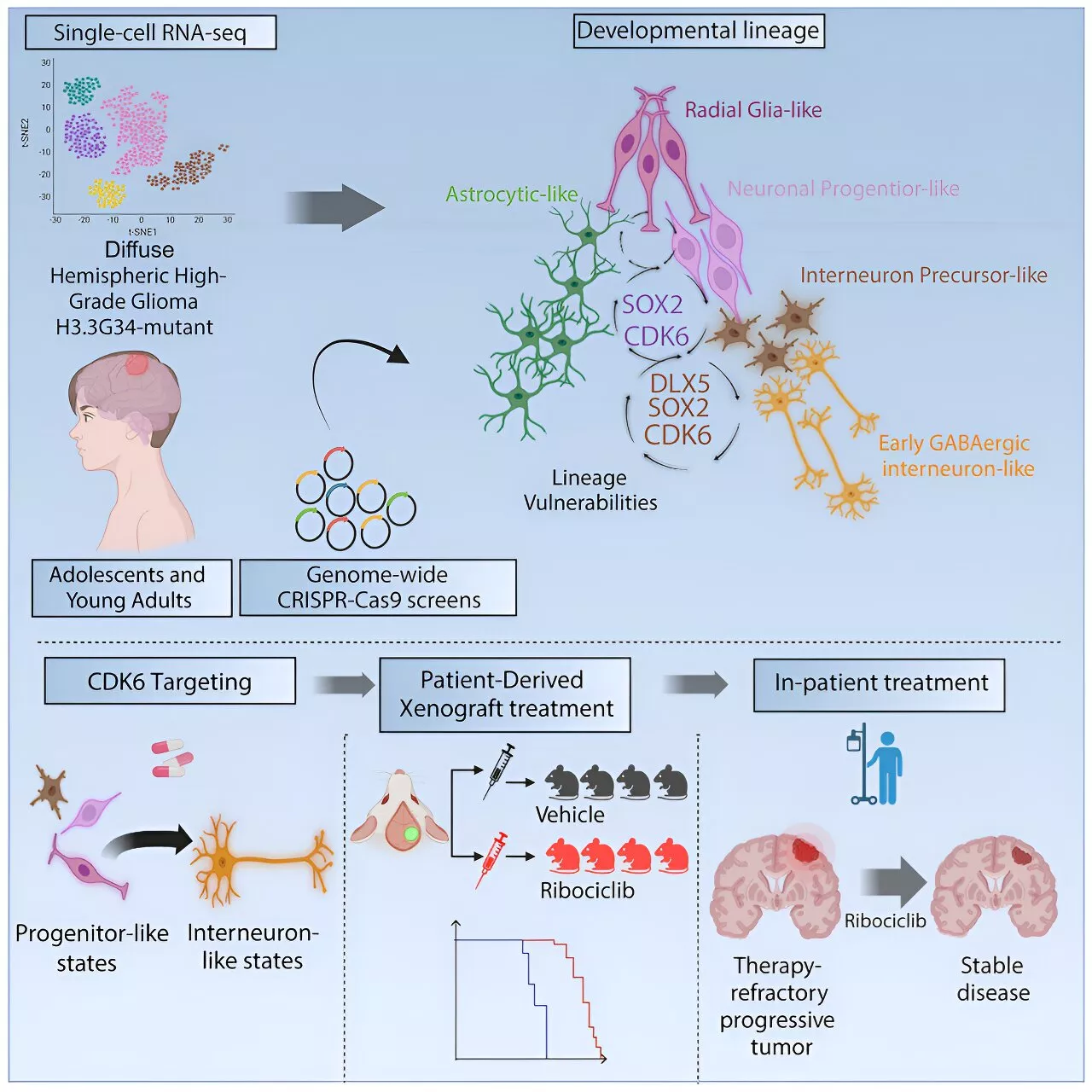 Adolescent glioma subtype responds to CDK4/6 inhibitor