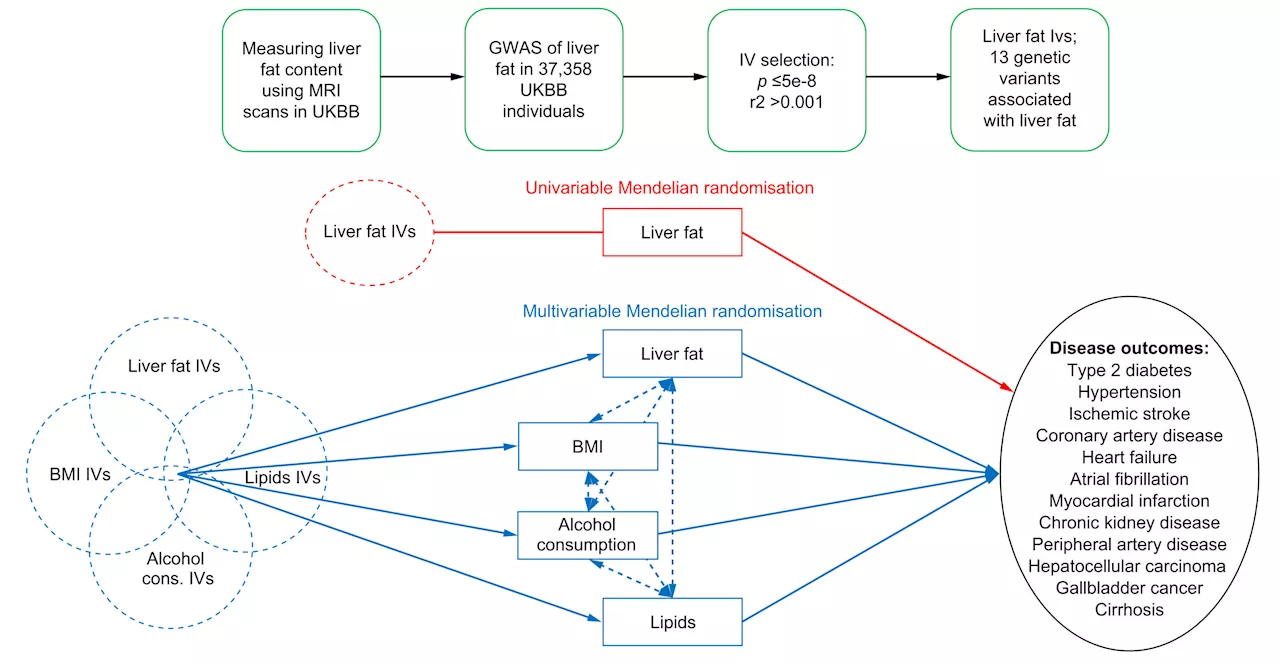 Personalized treatment for liver fat needed after discovery of new link to cardiovascular diseases, cancer