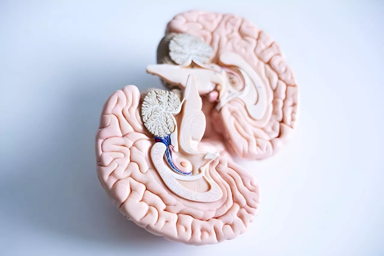 Researchers discover a mechanism that impairs synaptic plasticity in the brains of schizophrenia patients
