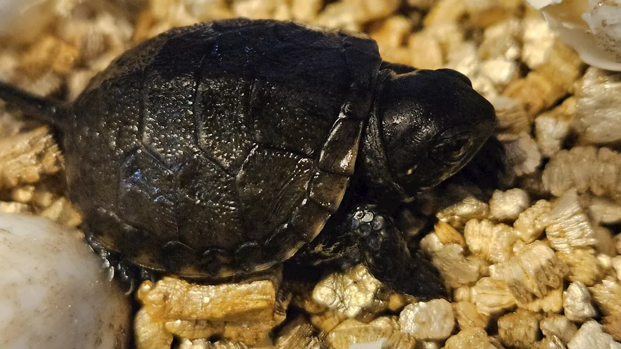 Nachwuchs im St. Pöltner Museum: Sumpfschildkröten starten ins Leben