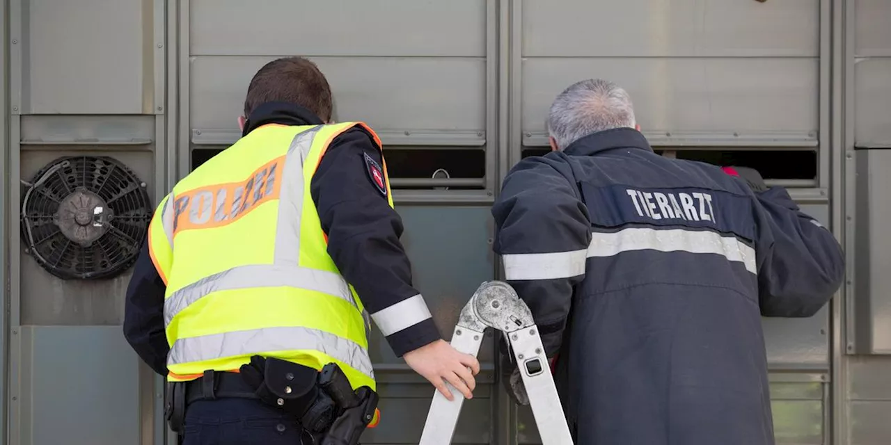 Verkehrskontrolle in Feucht: Tiertransporter-Fahrer l&auml;sst 875 Ferkel fast verdursten