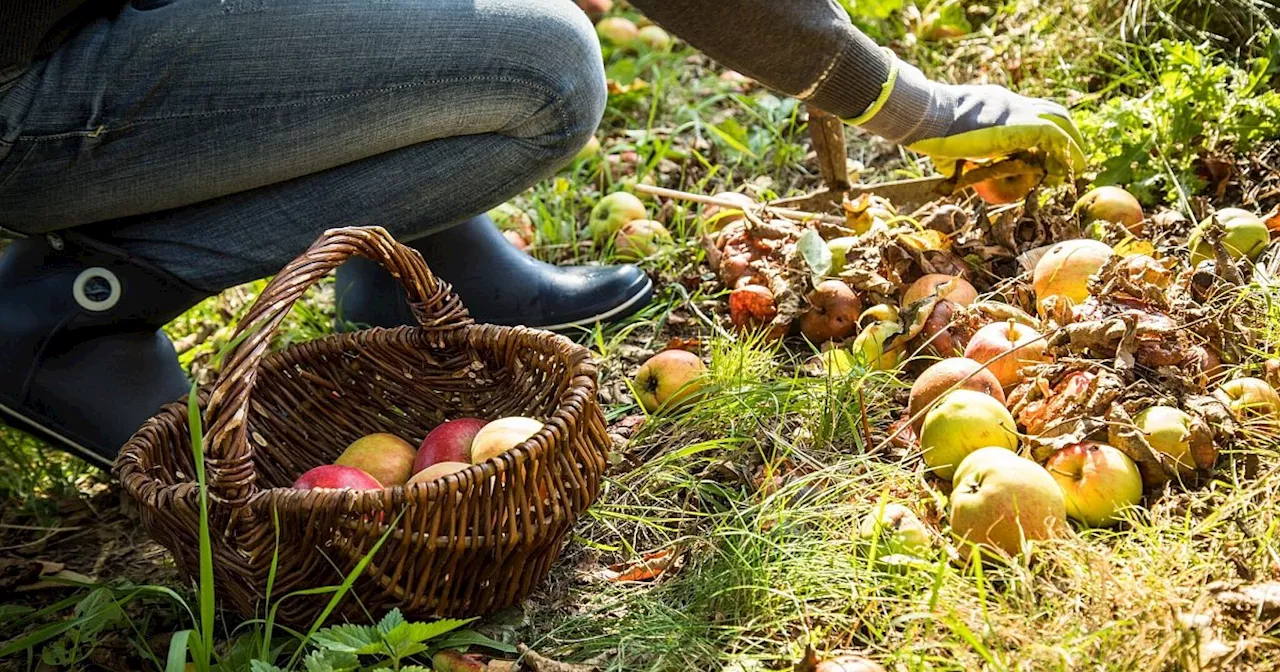 Im Garten: Warum Sie Fallobst nicht liegen lassen sollten