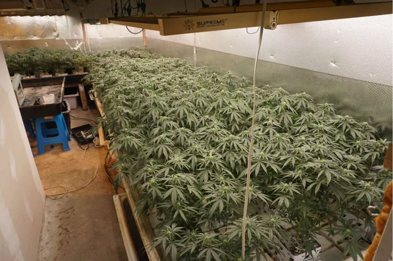 Report on illegal marijuana grow operations highlights Antioch home linked to Oakland police officer