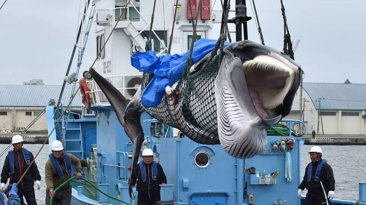 Le Japon veut juger Paul Watson et continuer de vendre de la baleine