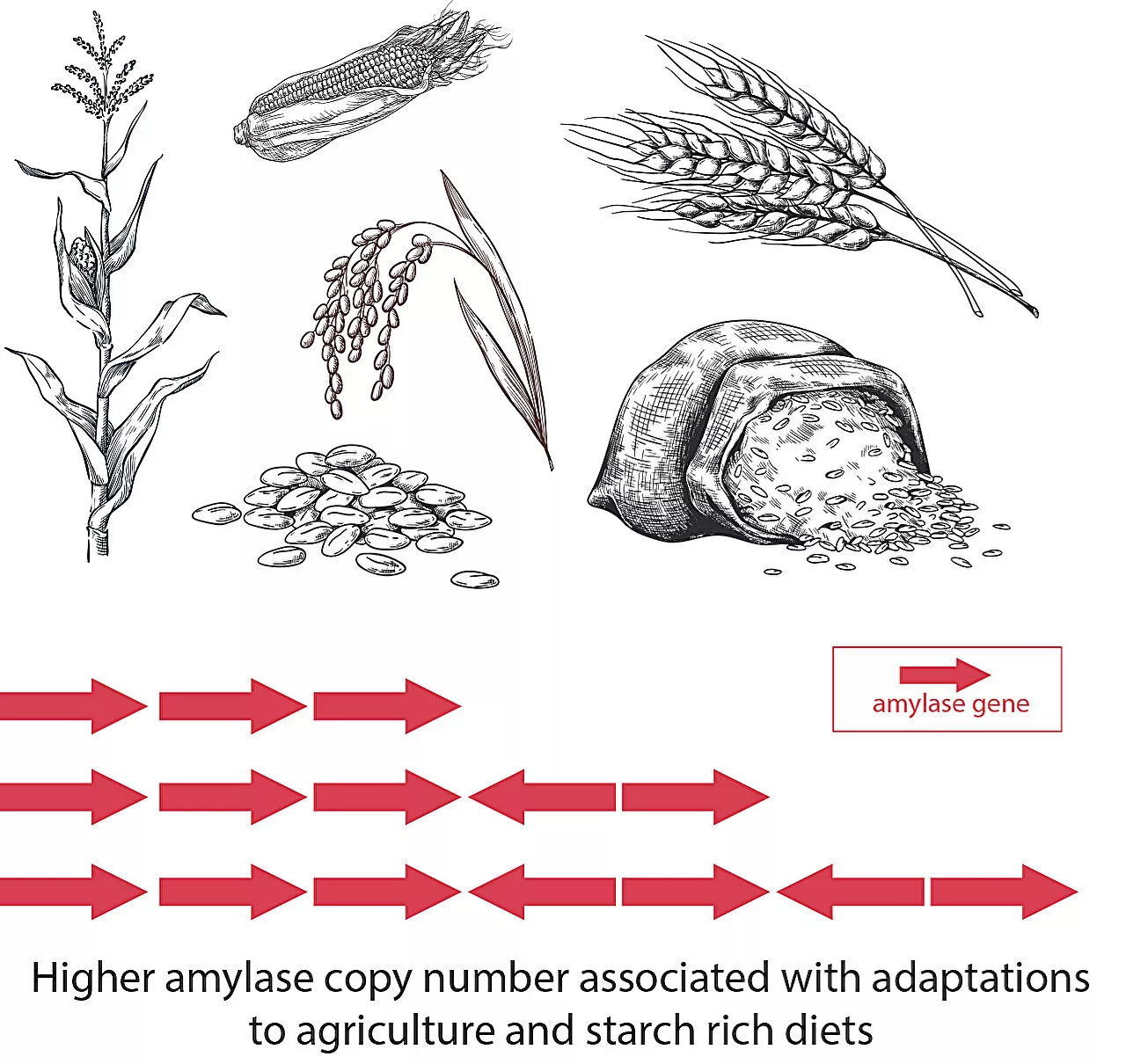 Agriculture accelerated human genome evolution to capture energy from starchy foods, study suggests