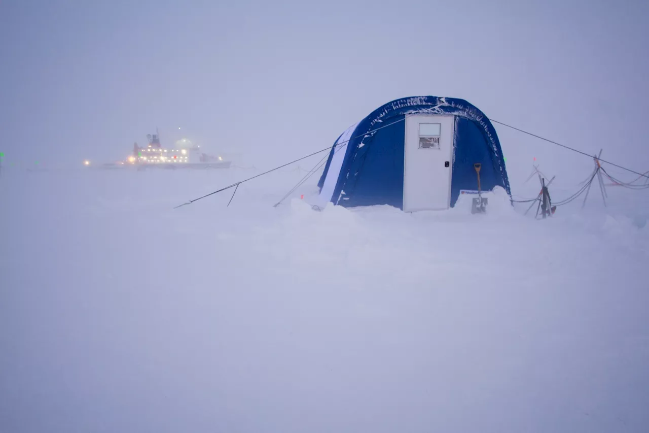 Arctic microalgae show photosynthesis in near darkness is possible