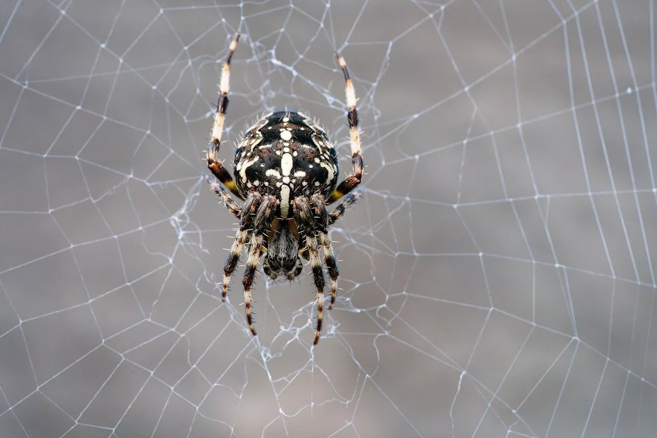 City light pollution is shrinking spiders' brains, new study finds