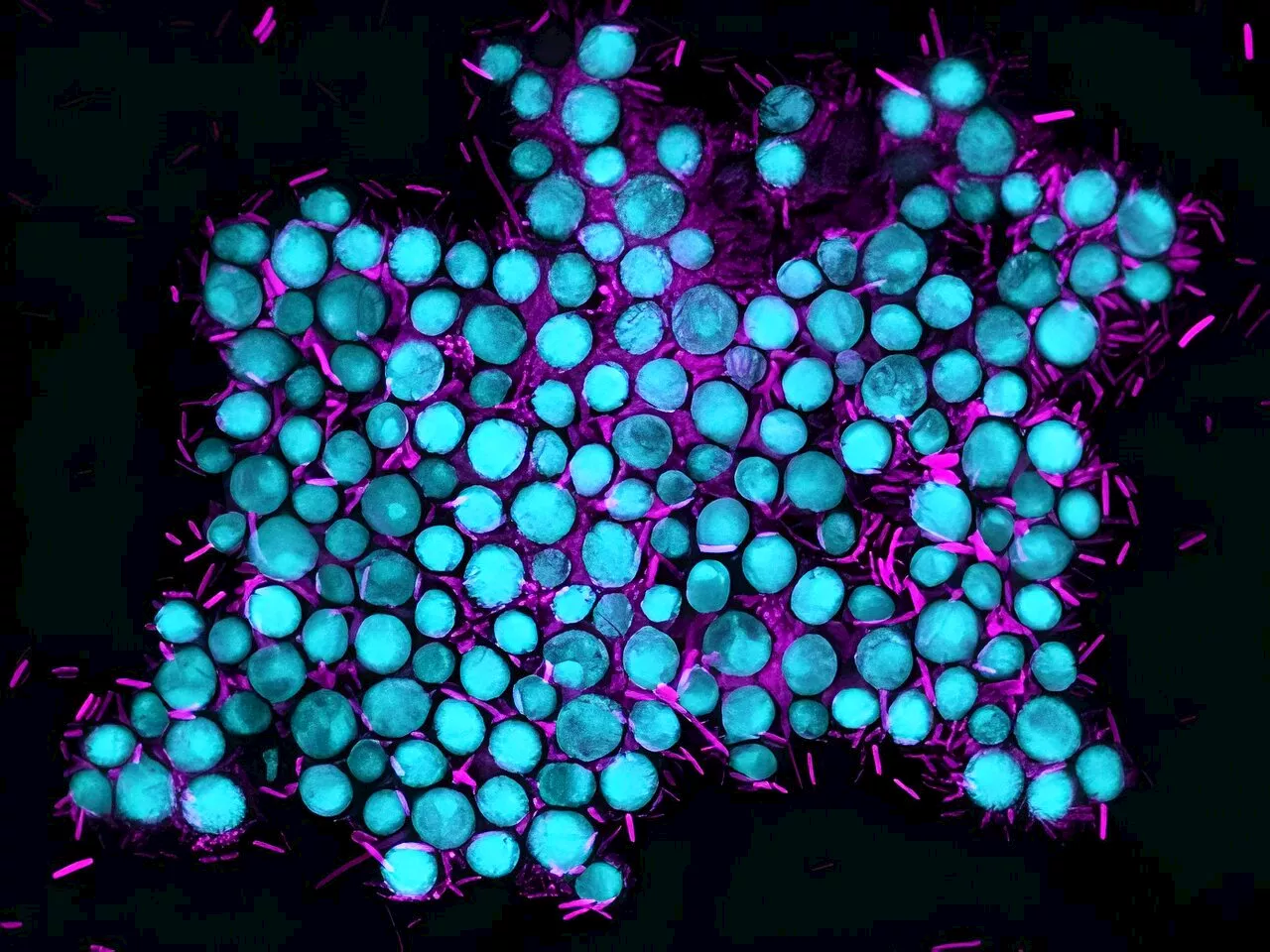 Experimental evolution study shows how microbial cooperation can emerge