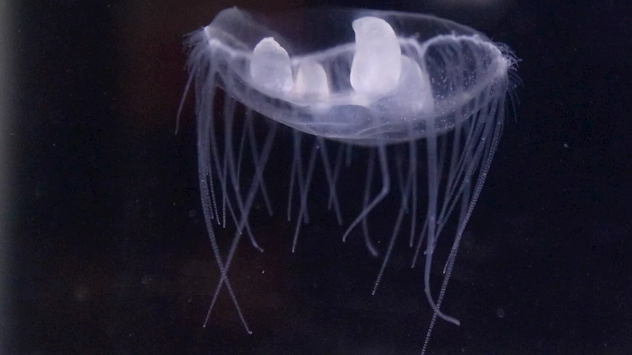 Invasive jellyfish ‘clones’ are spreading into Canada