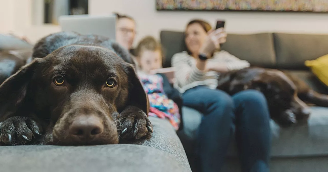 I rehomed my husband's dog behind his back - and it's the best decision ever