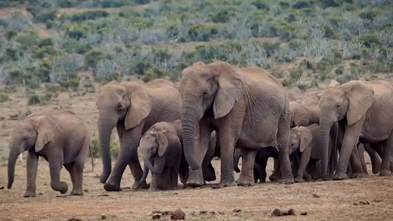 Eléphants, zèbres, hippopotames,...: 700 animaux doivent être abattus en Namibie pour nourrir la population