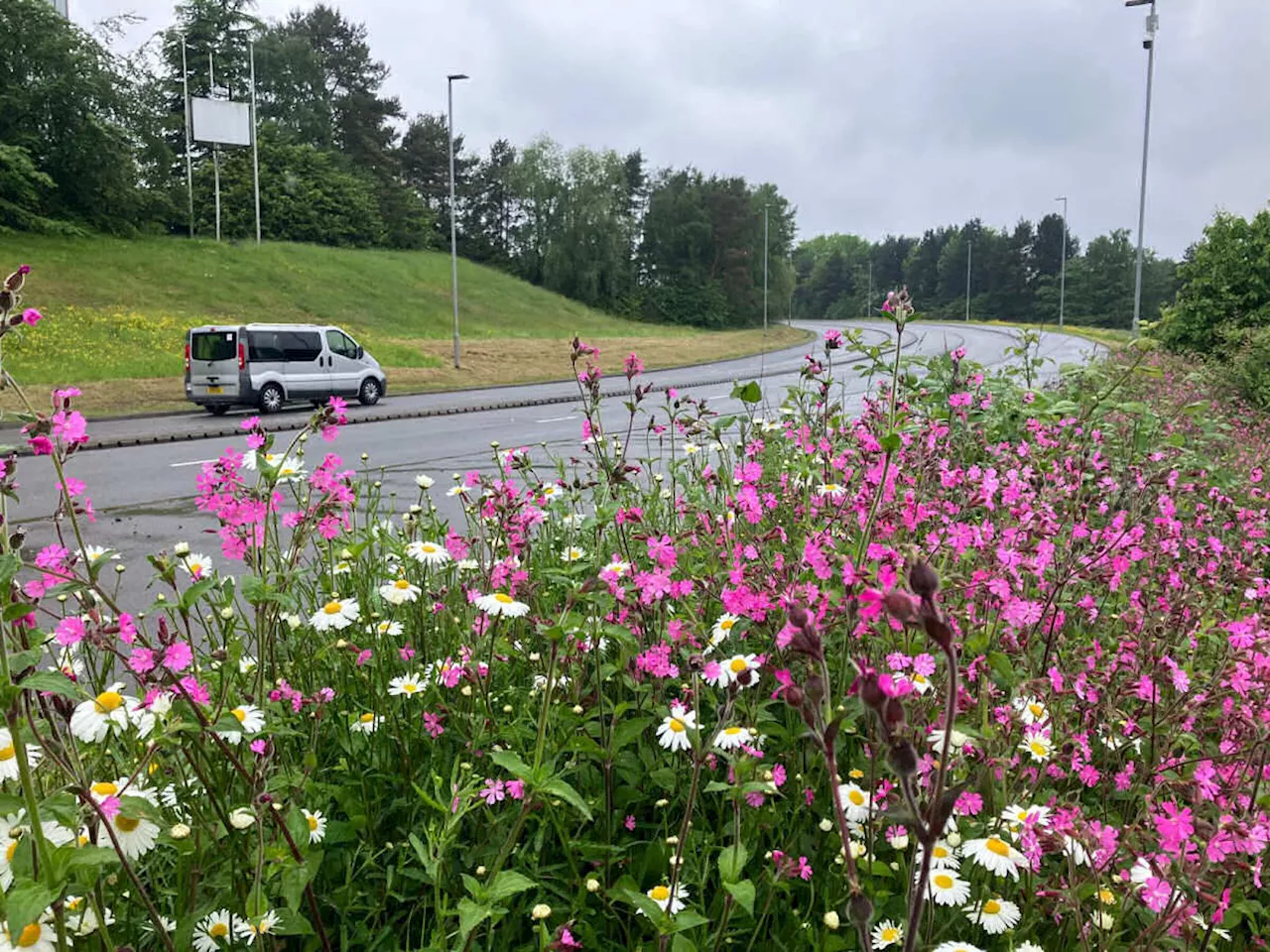 Reducing mowing helps wildlife keep growing in Telford and Wrekin