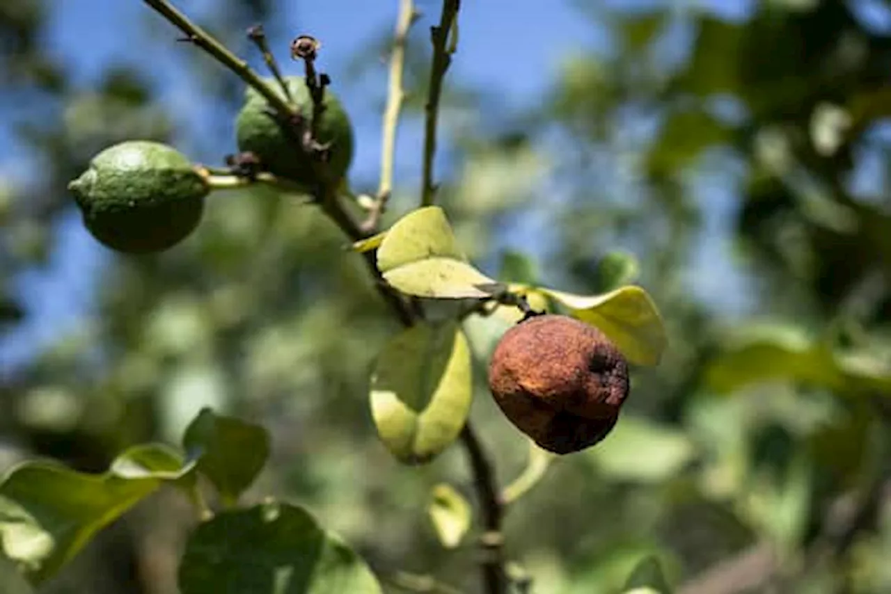 Siccità in Sicilia e Sardegna, confermato il legame con la crisi climatica