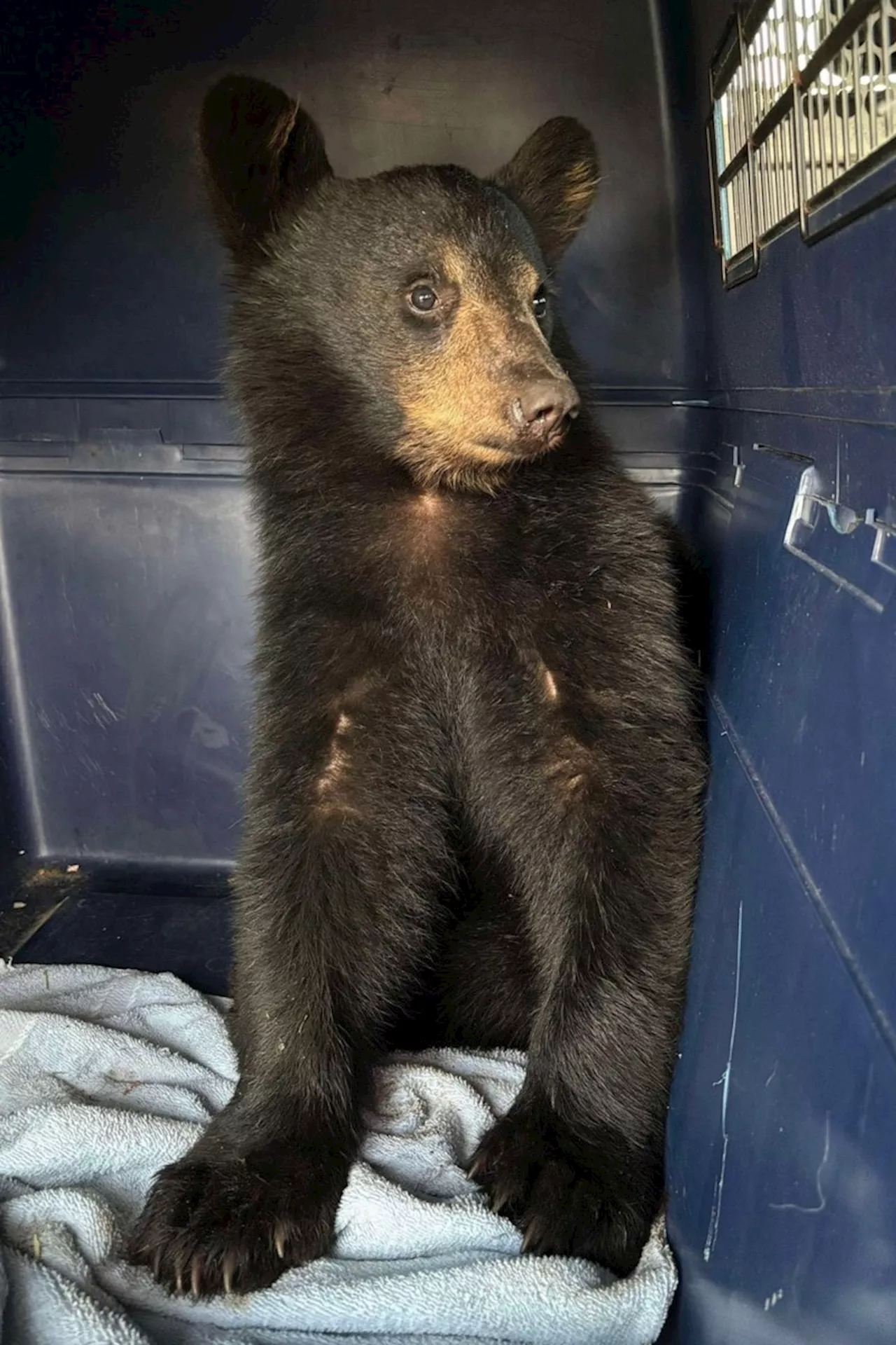 Bear cub driven by two men from northern Ontario to Windsor, fed Taco Bell