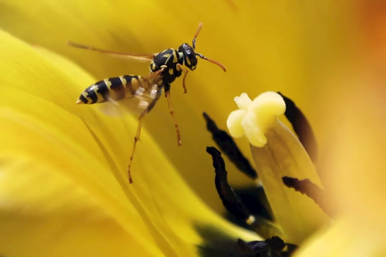 Diet, demographics behind late-summer wasp outbreak on Prairies