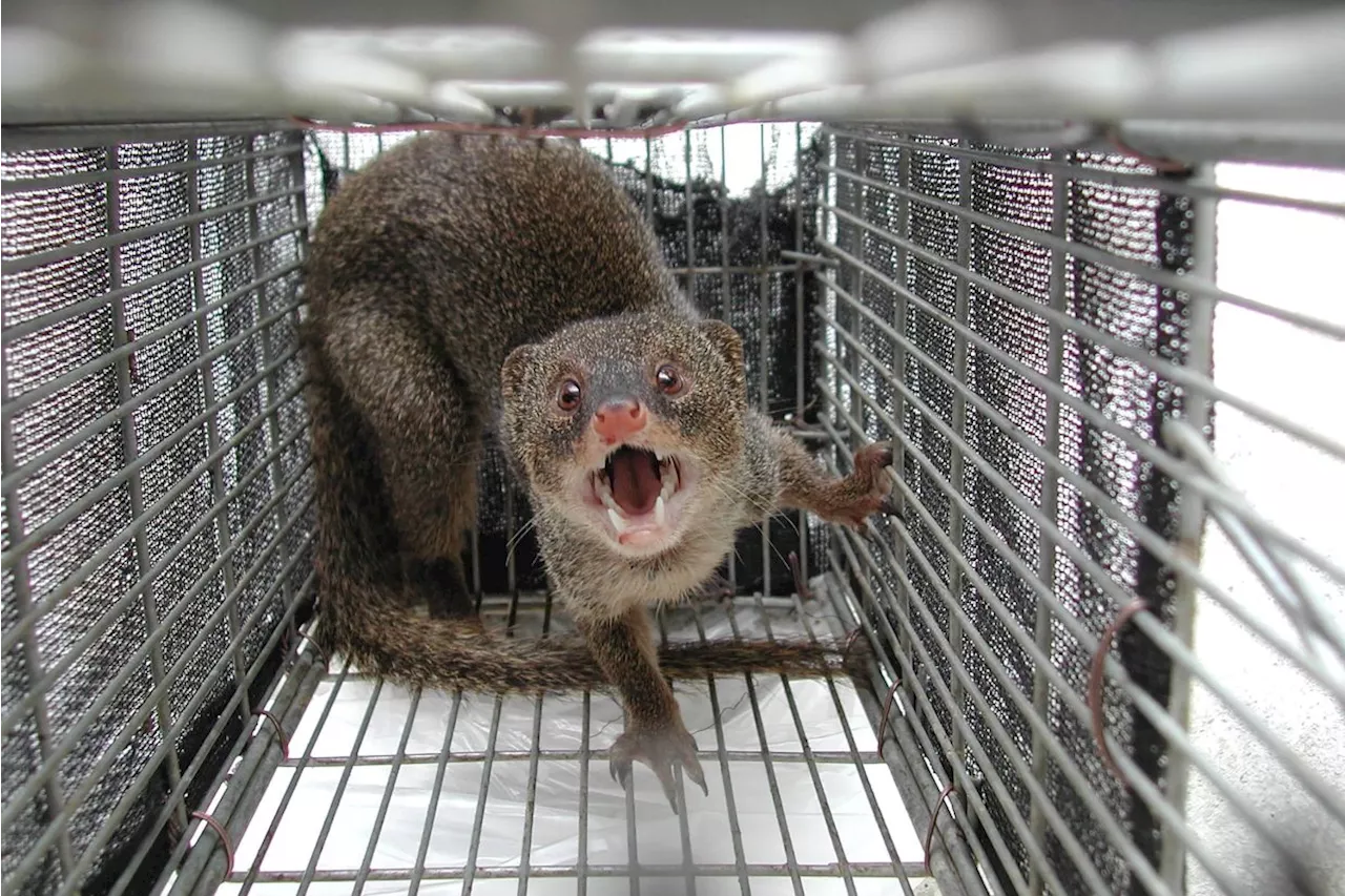 Japanese island eradicates rabbit-killing mongoose