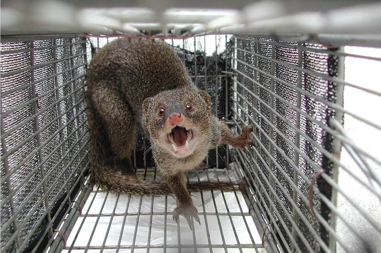 Japanese island eradicates rabbit-killing mongoose