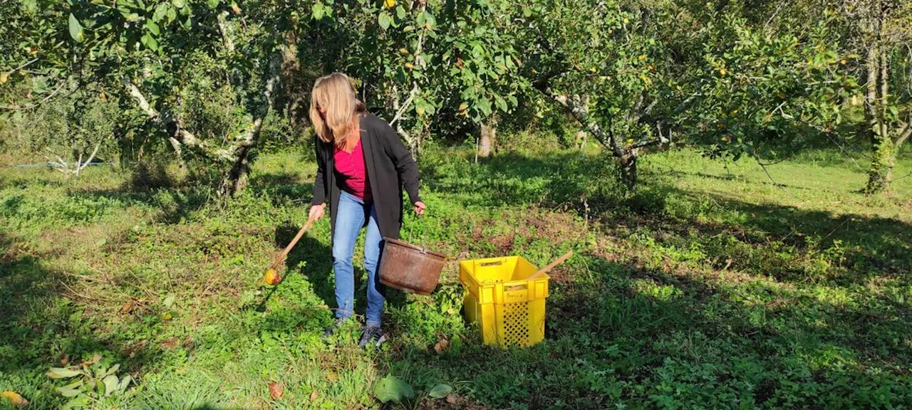 Pays basque : la confrérie des amateurs de sagarno de la Bidassoa sonne le début de la récolte des pommes