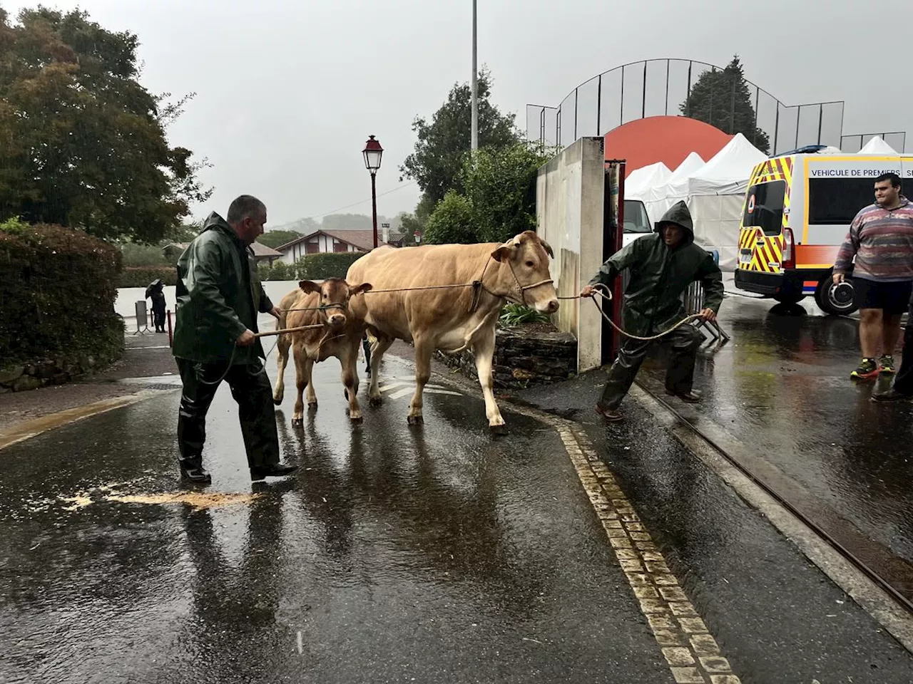 Urrugne : le comice agricole, l’occasion parfaite pour les agriculteurs de présenter leur travail au public