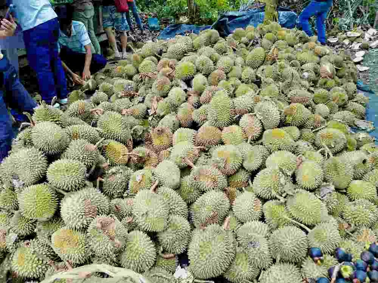 Libre nga pakals durian subling hugopan