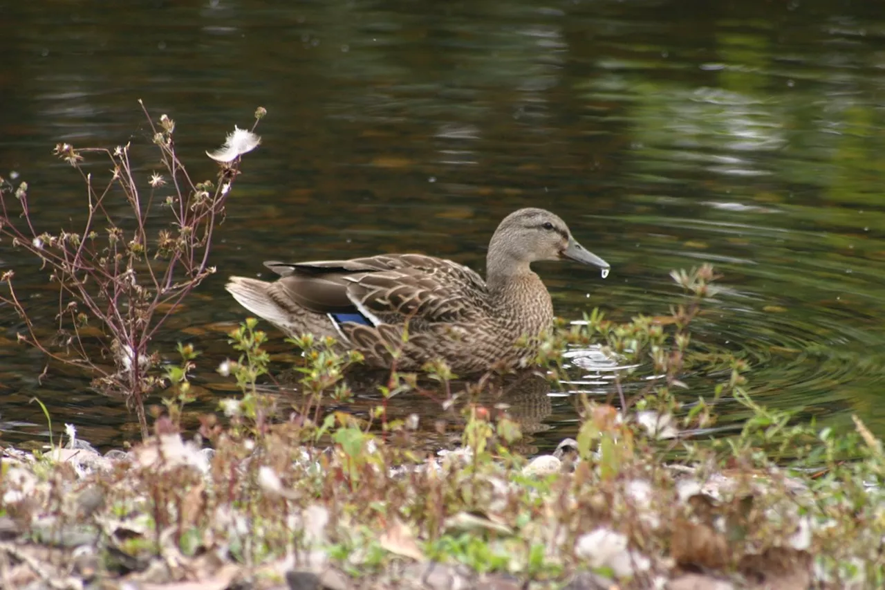 MNR investigates removal of a duck from a Thunder Bay park