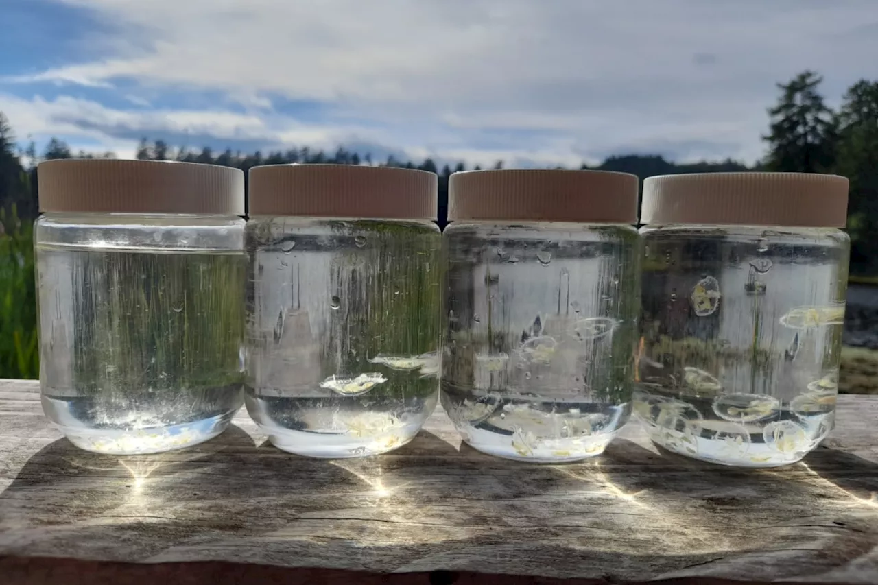 Climate change could be to blame for increased invasive jellyfish sightings