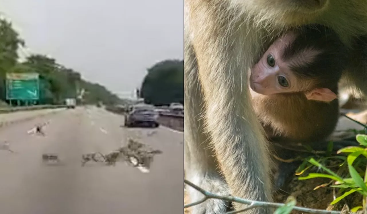 [Watch] Monkey Massacre: Tragic Highway Crossing Leaves Trail Of Devastation