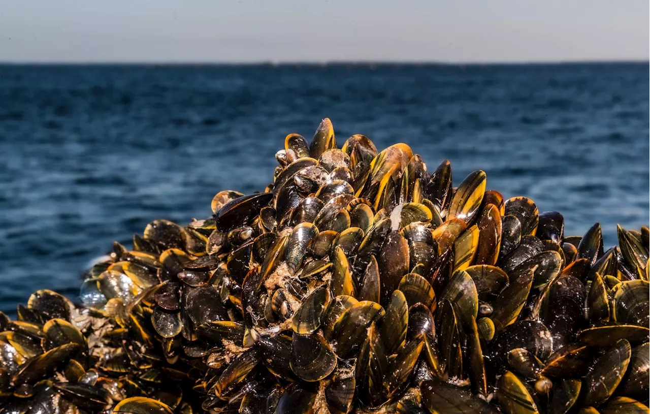 Leclerc enlève de ses rayons des moules périmées depuis un mois et contaminées par des salmonelles