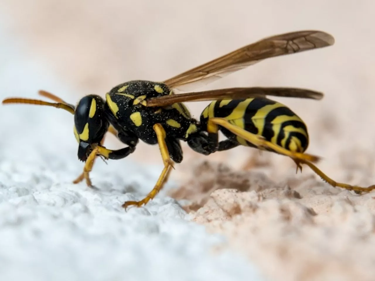 Western Cape Farm To Drone-Drop “Predatory Wasps” On Vineyards [Video]