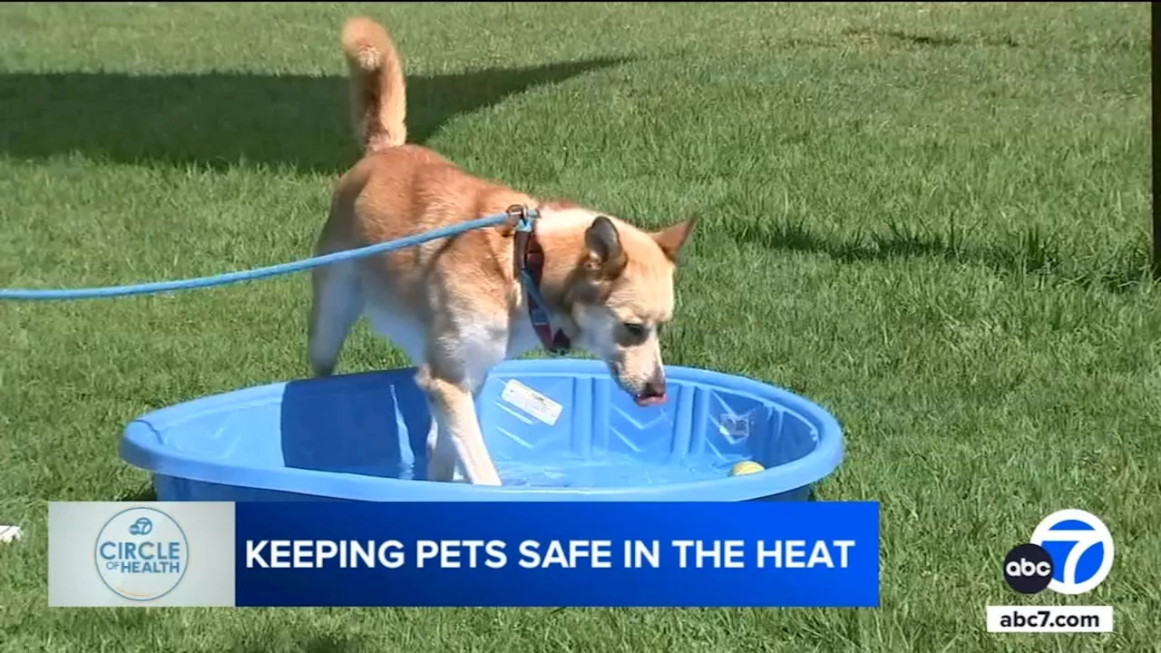 Heat hacks, life-saving advice to protect pets during extreme heat