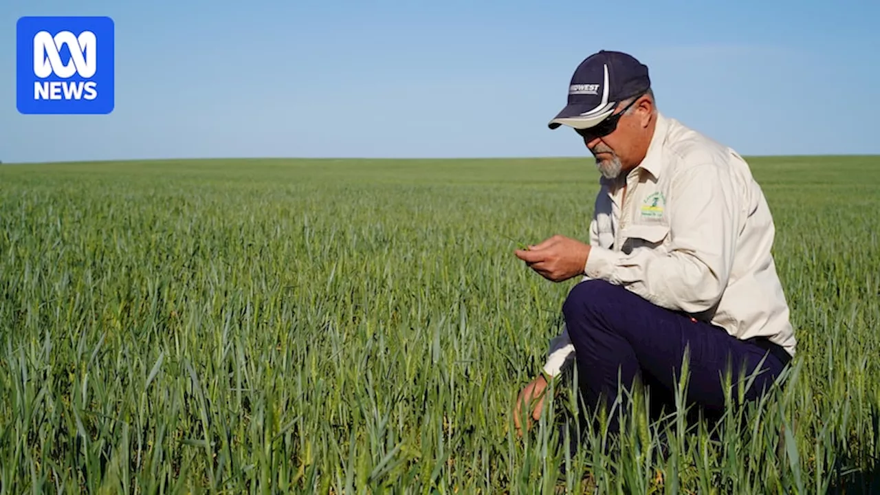 Australia set for strong harvest but success not equally shared across the country