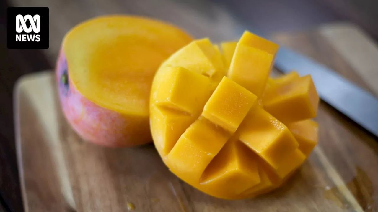 Mango season heats up with Darwin forecast to produce 2.4 million trays