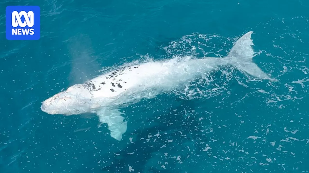 Southern right whales return to SA coast with rare white calves in tow