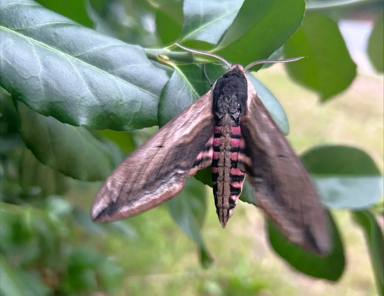 Bretagne : quel est ce gros papillon d'une dizaine de centimètres découvert à Guingamp ?