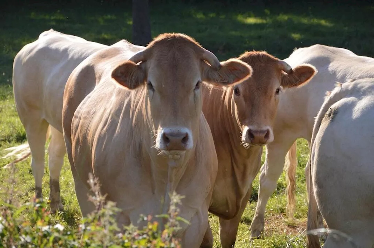 Tuberculose Bovine Pays Basque : Nouveau protocole expérimental d'assainissement au sein d'un élevage bovin