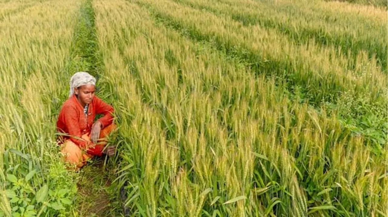 कृषि शिक्षा में बड़े बदलाव: नए विषय पढ़ेंगे स्नातक के विद्यार्थी, रोजगार से जोड़ा जाएगा; आईसीएआर ने दी अनुमति